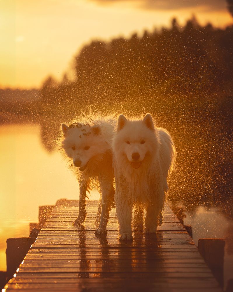 Медовые брызги августовского вечера