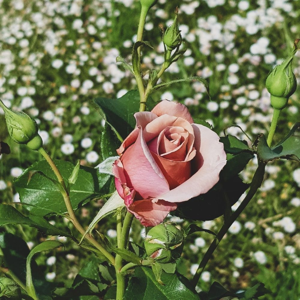 Фотография автора Джаф