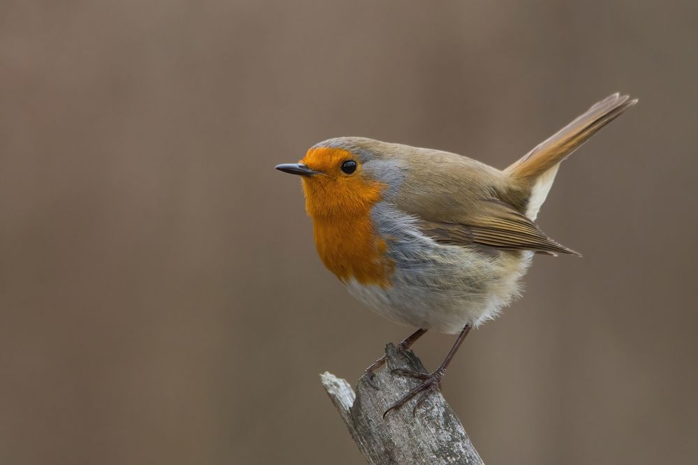 Photograph by Дмитрий Шевцов