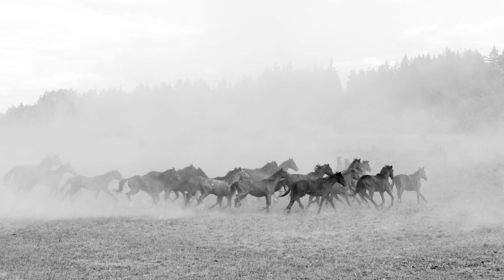 Photograph by Диана Бородзе