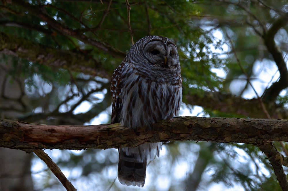 Photograph by Ken Oliver