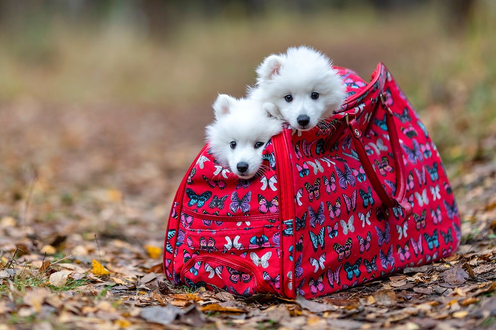 Photograph by Абросимов Александр