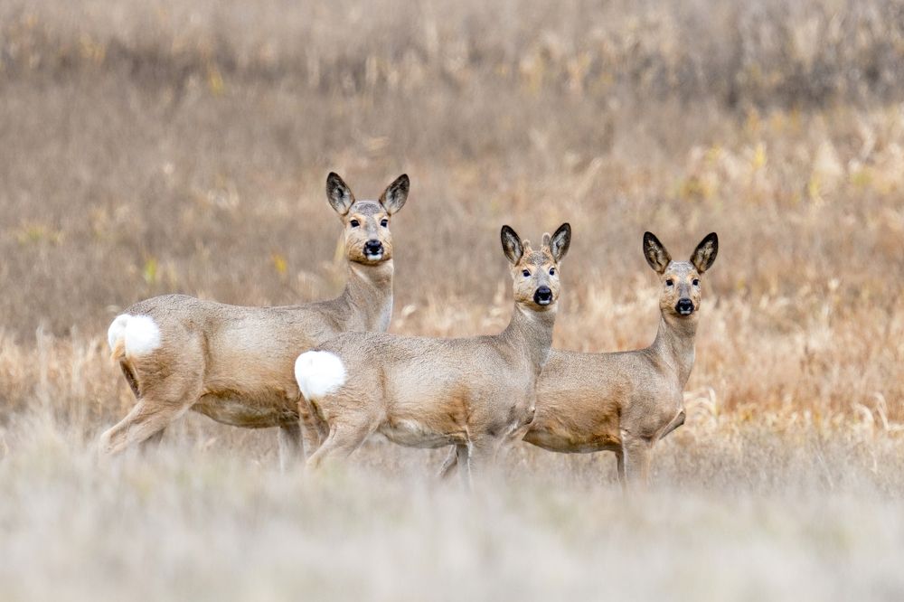 Photograph by Андрей Черкасов