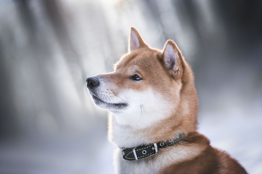 Фотография автора Александра Пугачёва