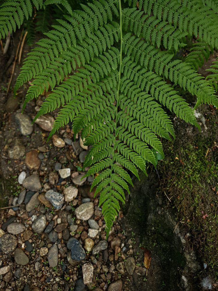 Photograph by Дарья Целуйко