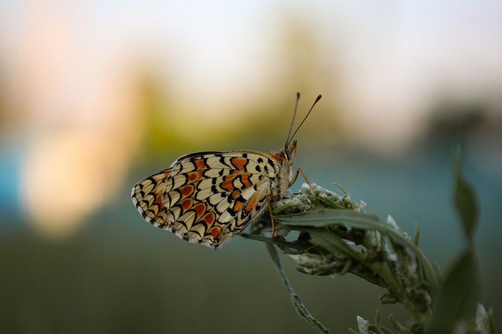 Photograph by Дарья Целуйко