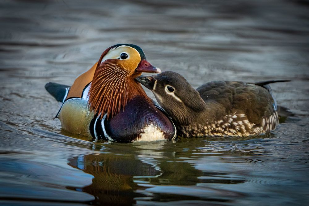 Птичья весна.