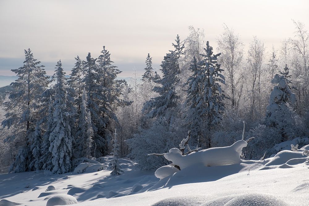 Январская сказка