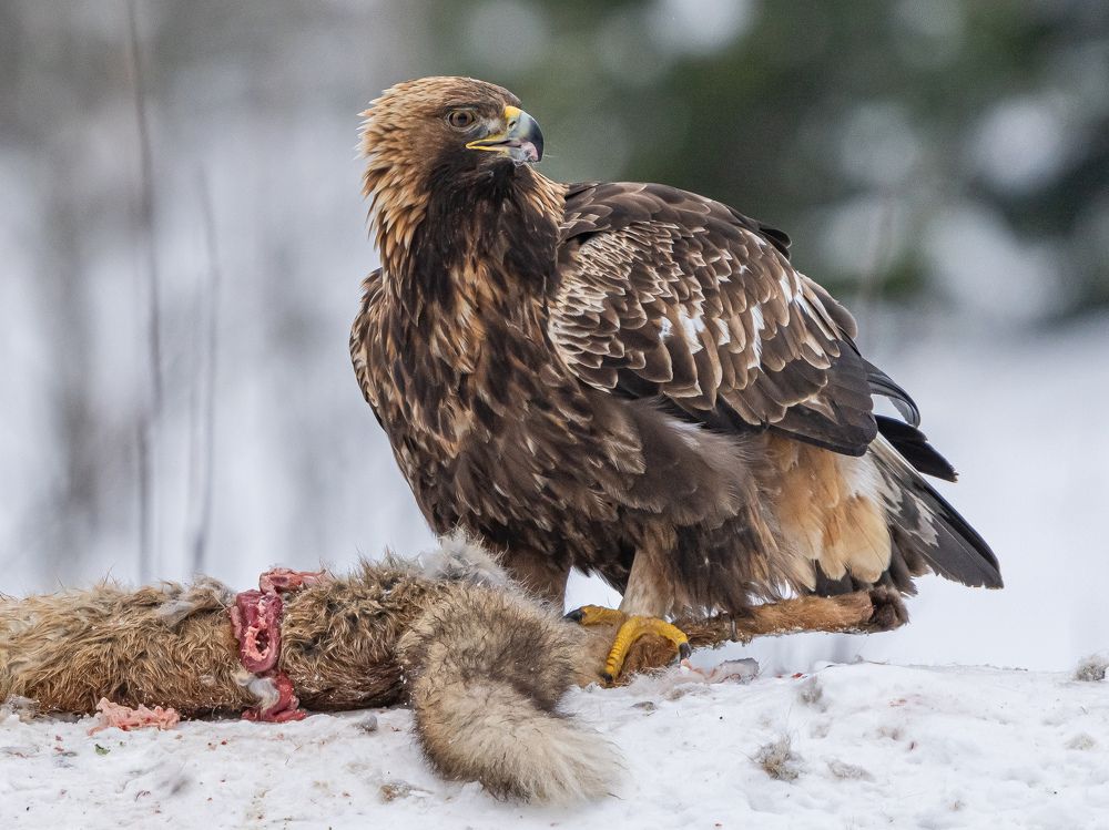Трапеза беркута