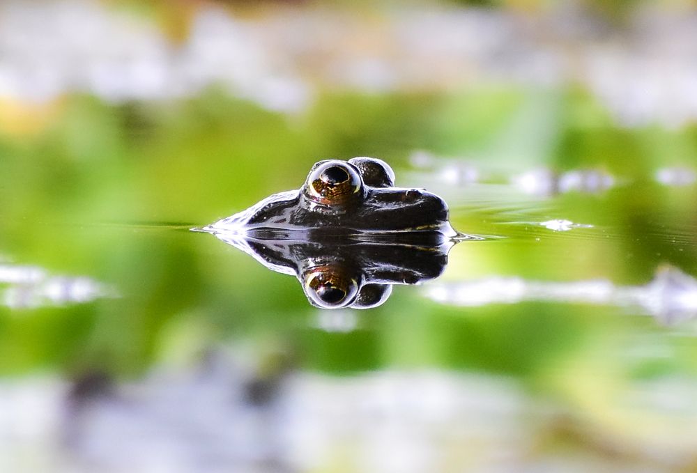 Euphlyctis hexadactylus  on the water