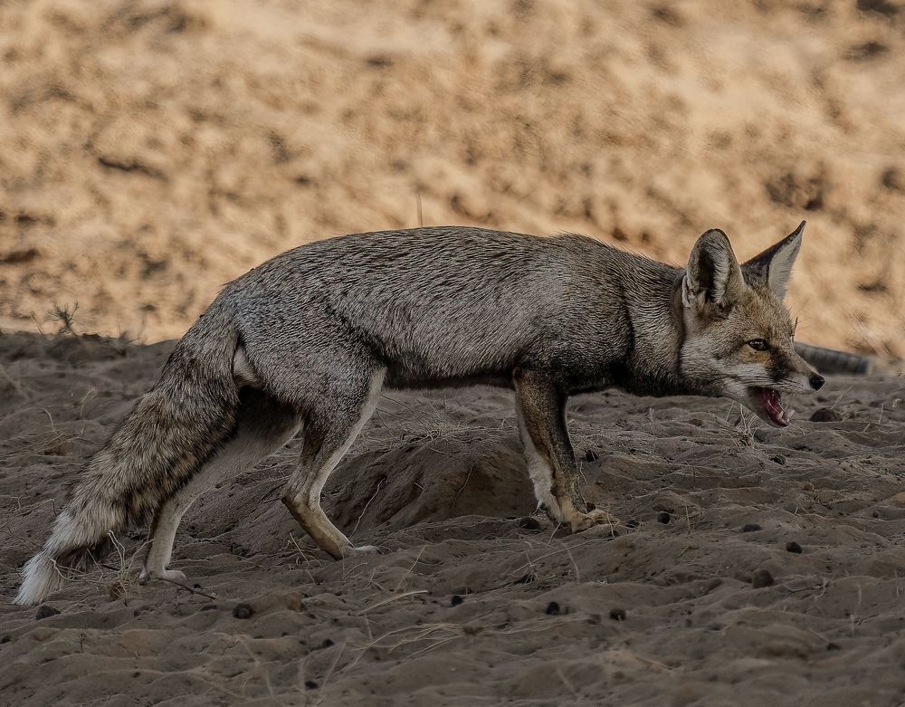 Photograph by MAYANK VERMA