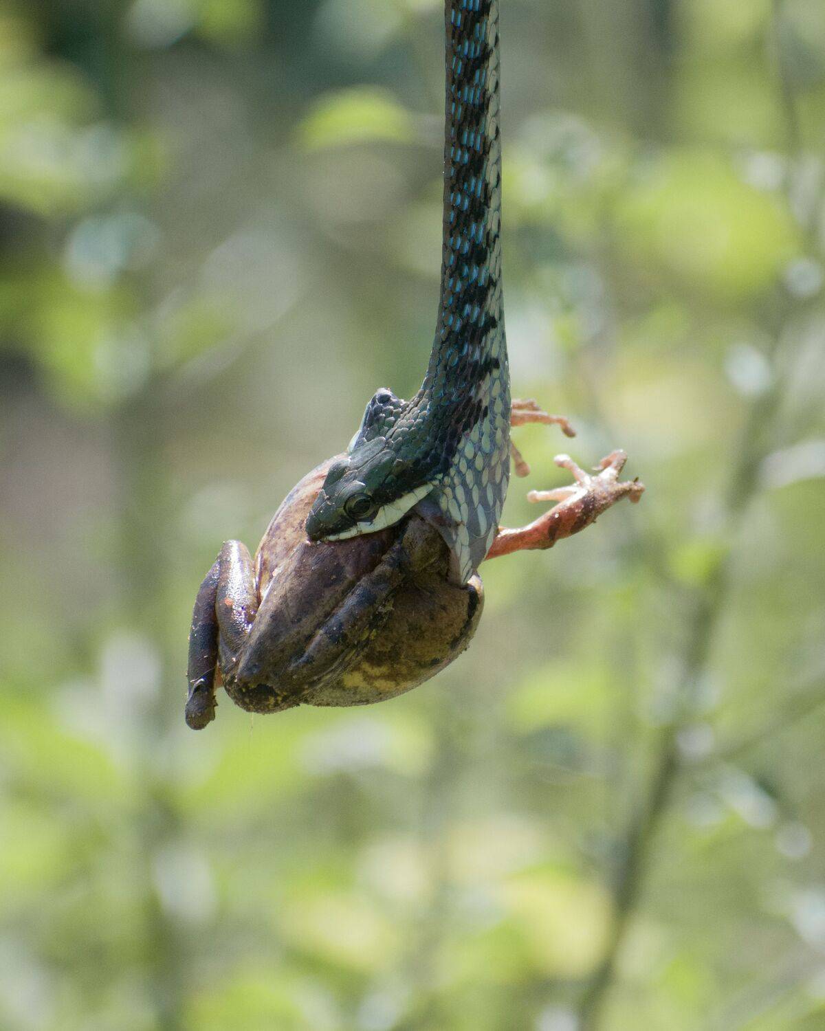 Dendrelaphis bifrenalis preys on Polypedates maculatus”.