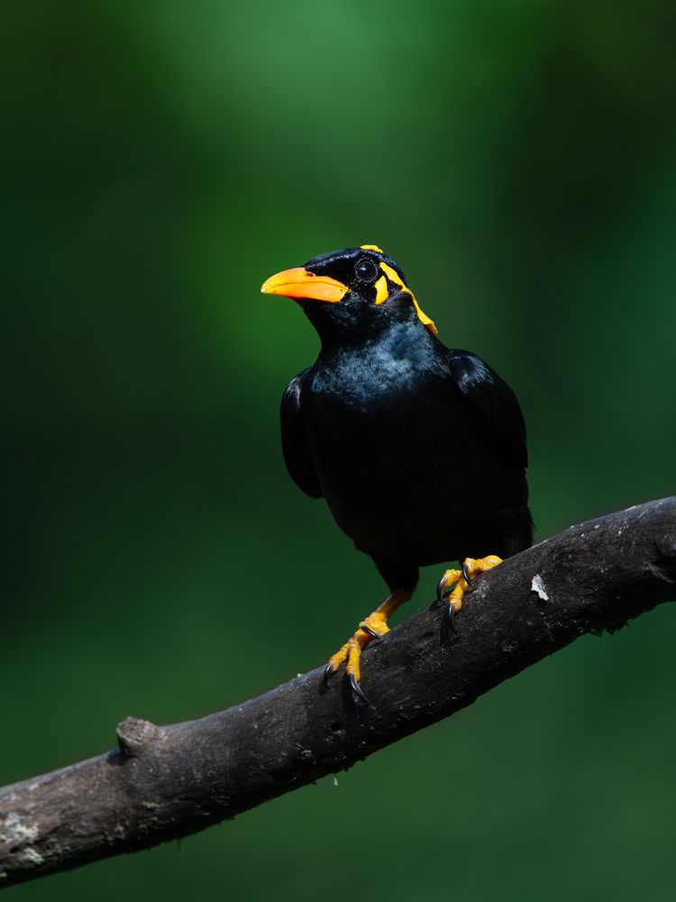 Photograph by Vipin P C