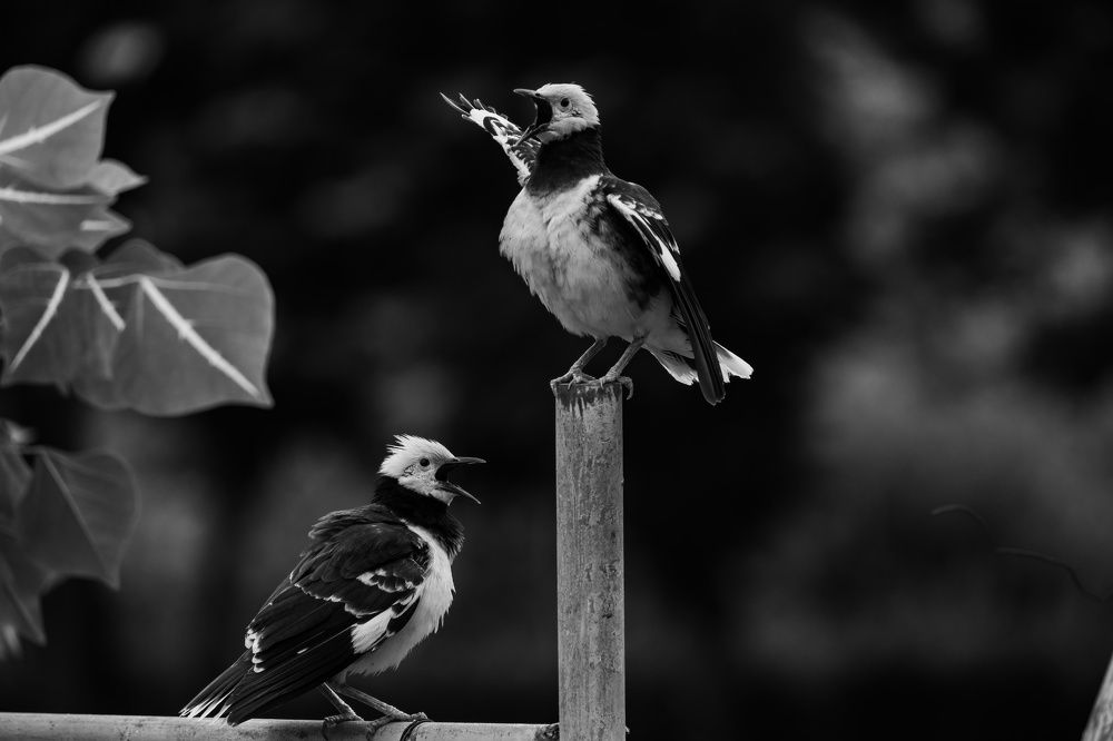 Фотография автора Oleg Gurev