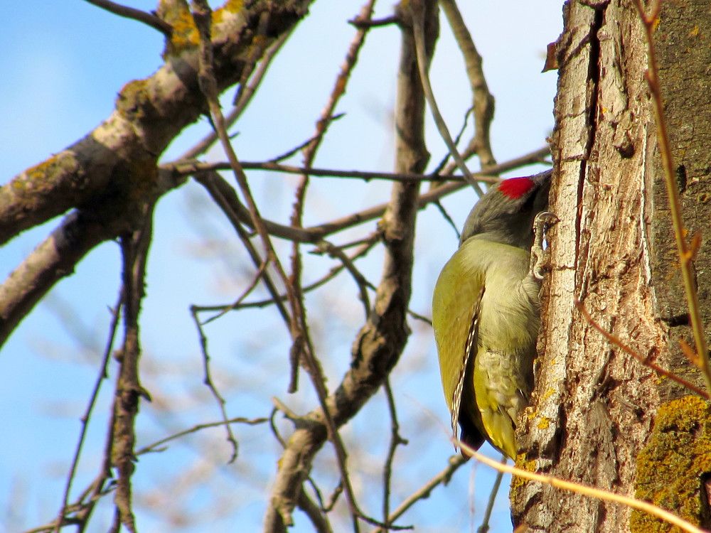 Трапеза дятла