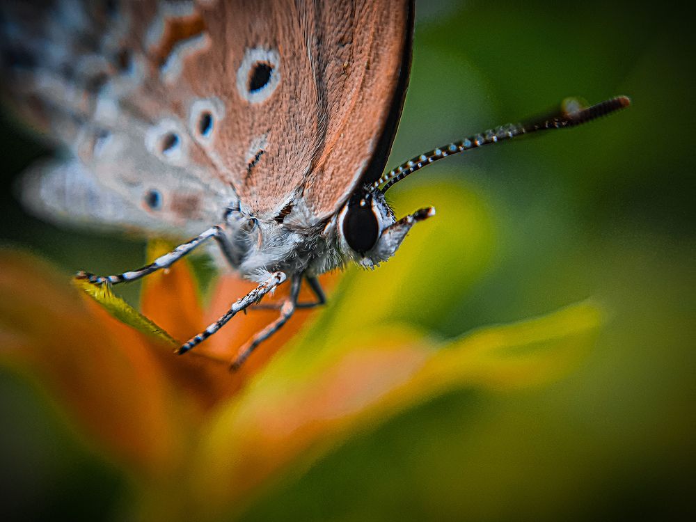 Photograph by SOUVIK PAL