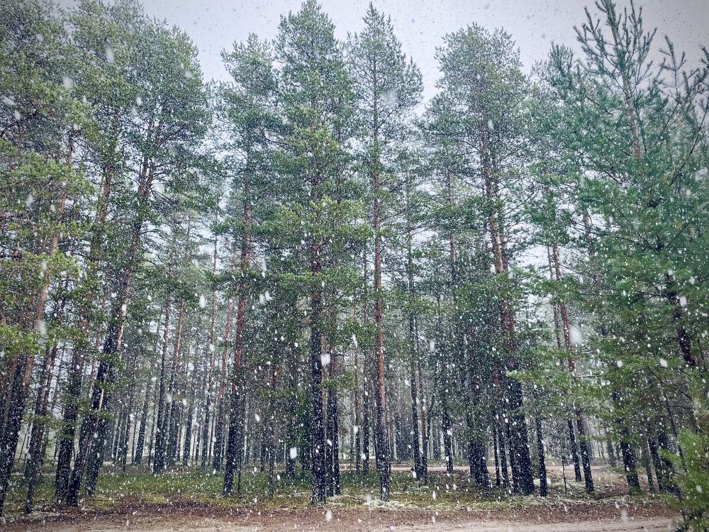 Первый снег