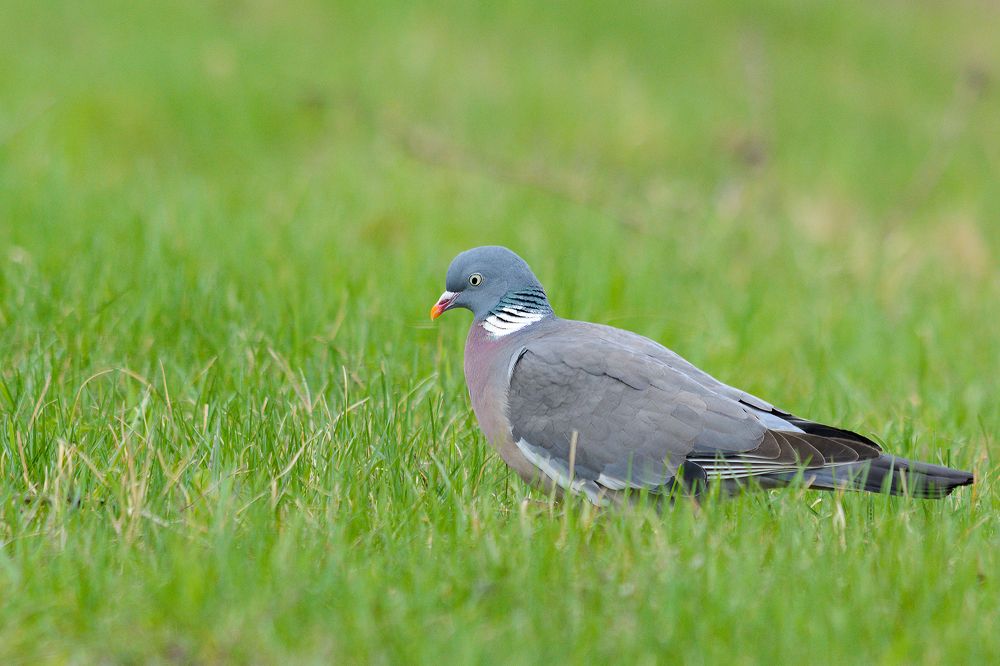 Фотография автора Александр Добыш
