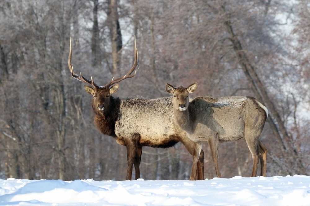 Влюблённая пара (МАрал)