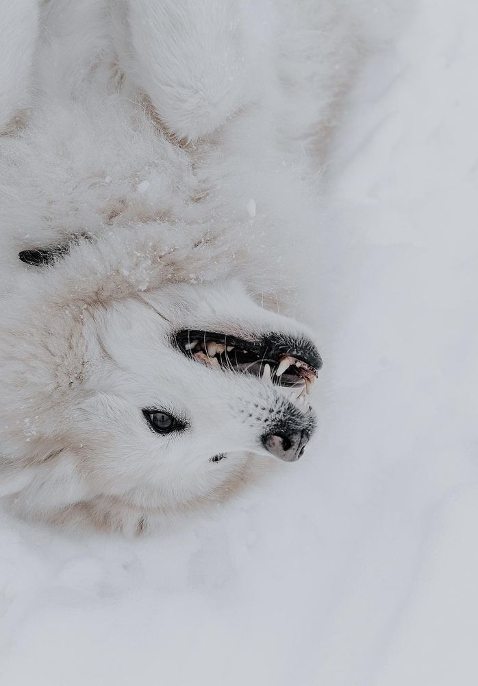 Photograph by Viktorija Gorovaja