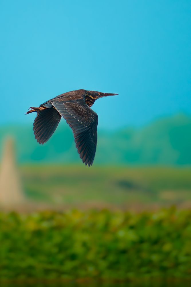 Photograph by ARNAB RAY