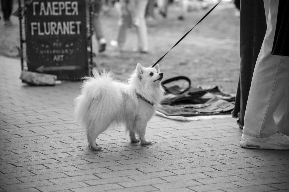 Фотография автора Владимир Брызгунов