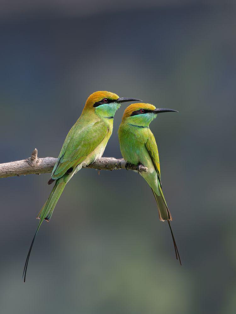 Photograph by Md Rezwan