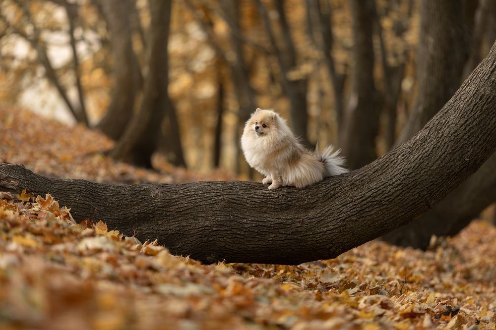 Фотография автора Мавлютова Алена