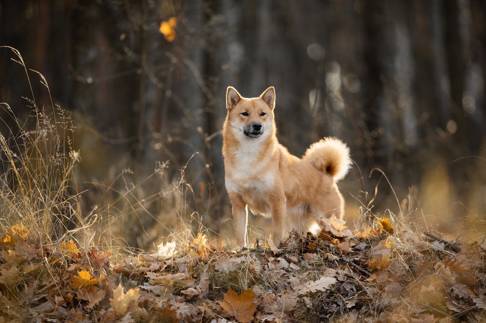 Фотография автора Мавлютова Алена