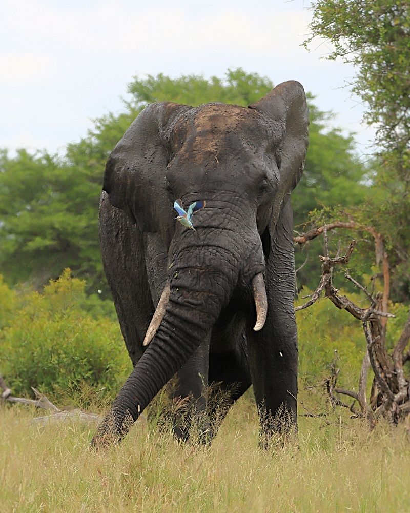 Photograph by Jacques Nel