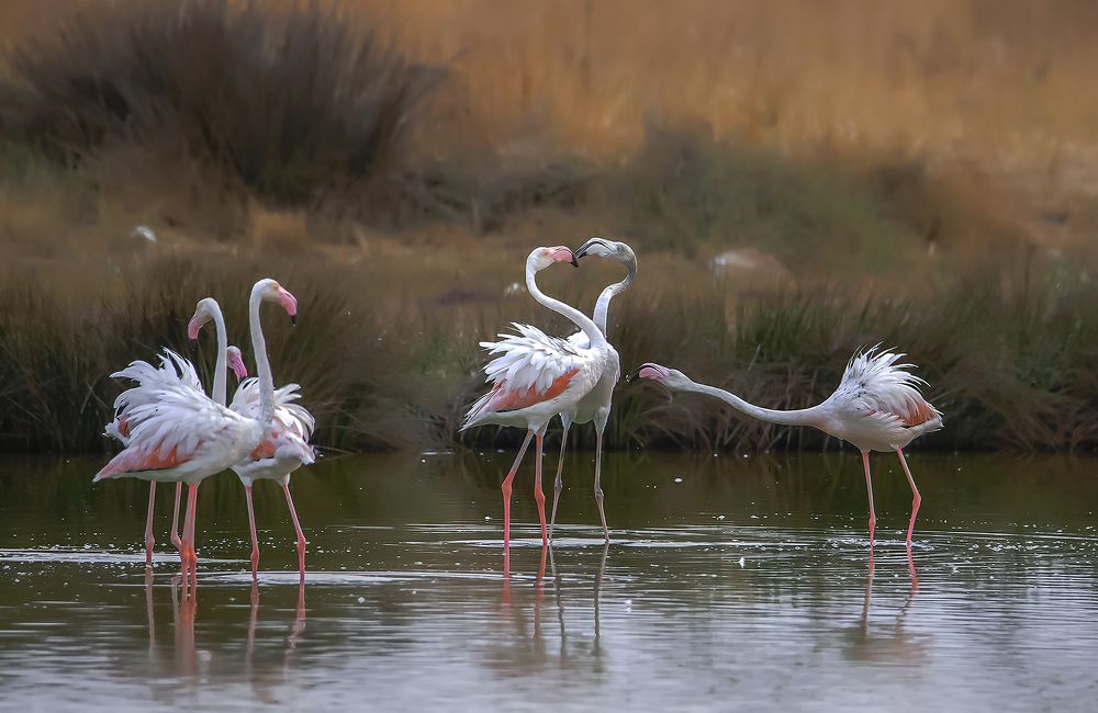 Flamingoların kavgası