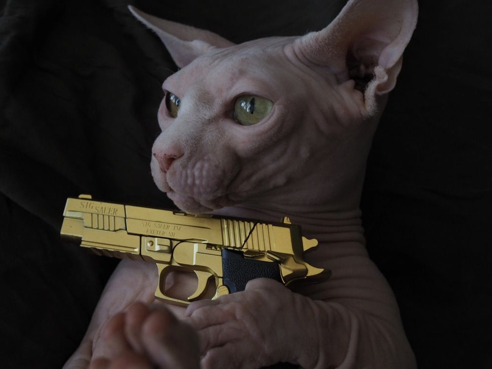 Кот с золотым пистолетом