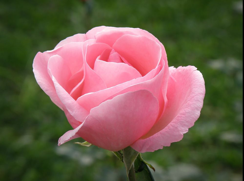 Фотография автора Angelo Dolci