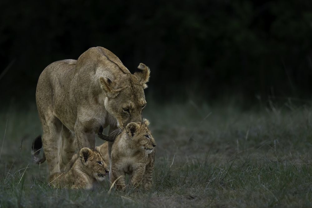 Photograph by Rajeev Anandan