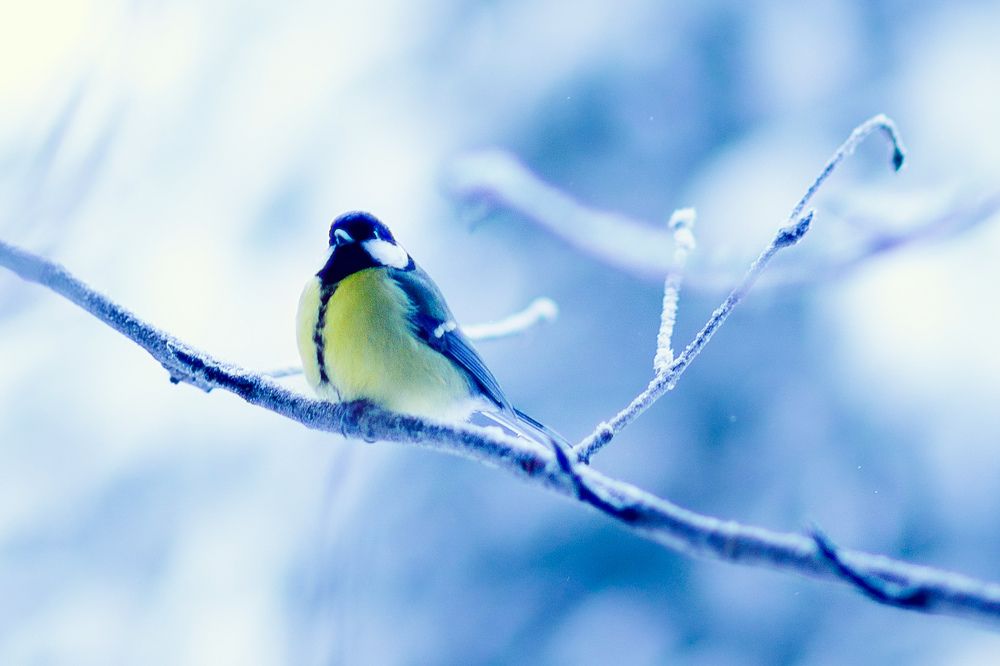 Photograph by Elena Mishchenko