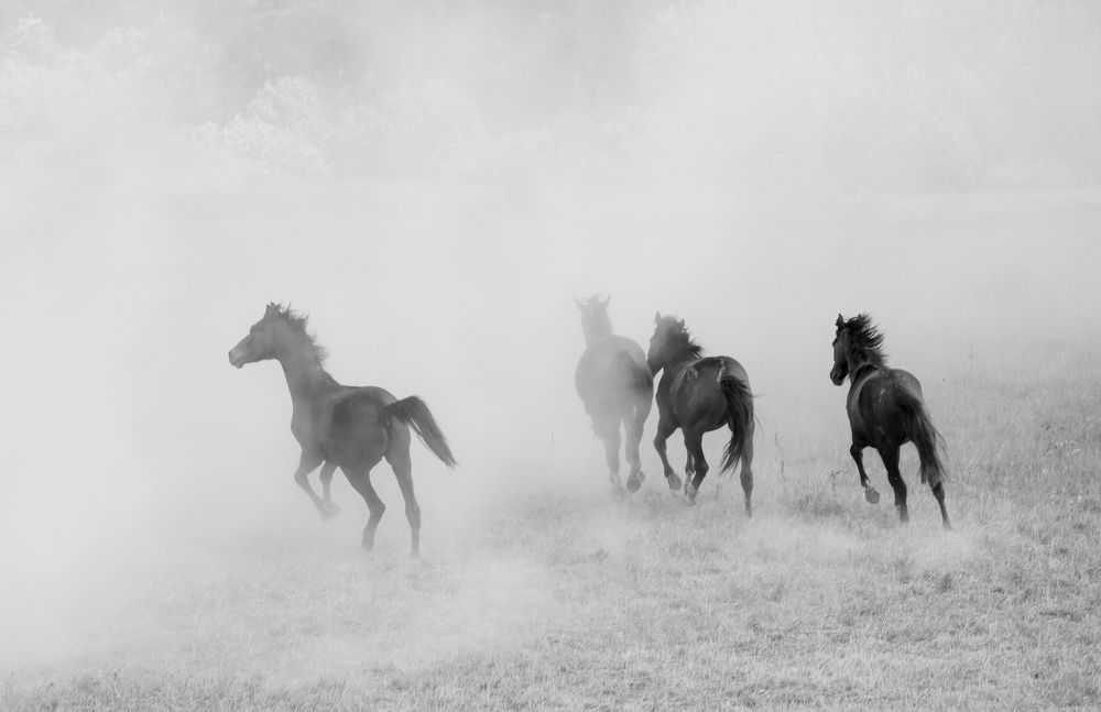 Photograph by Диана Бородзе