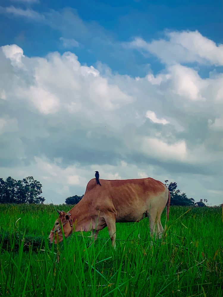 Photograph by Showkat Osman Soikat