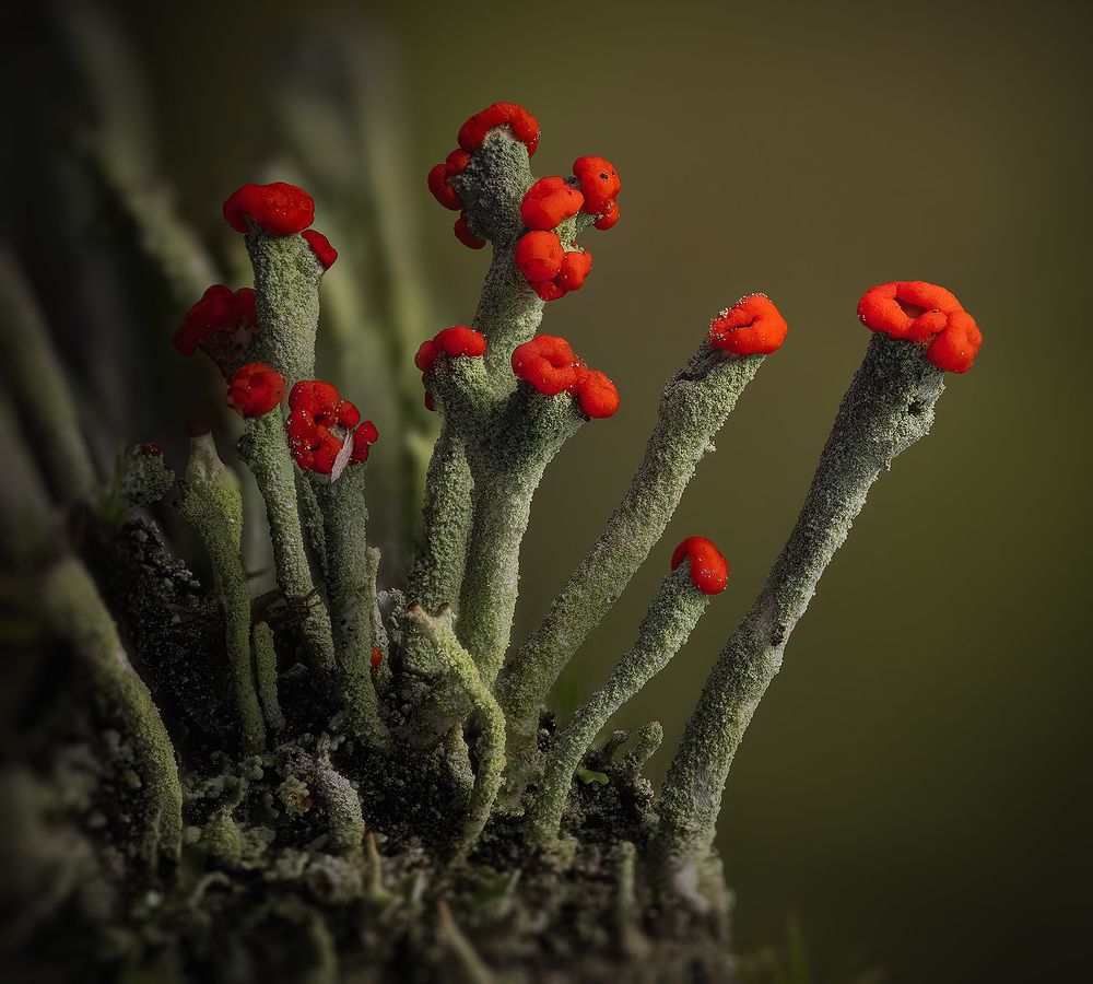 Photograph by Eugenijus Kavaliauskas