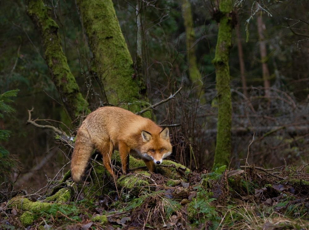 Photograph by Владимир Цветов