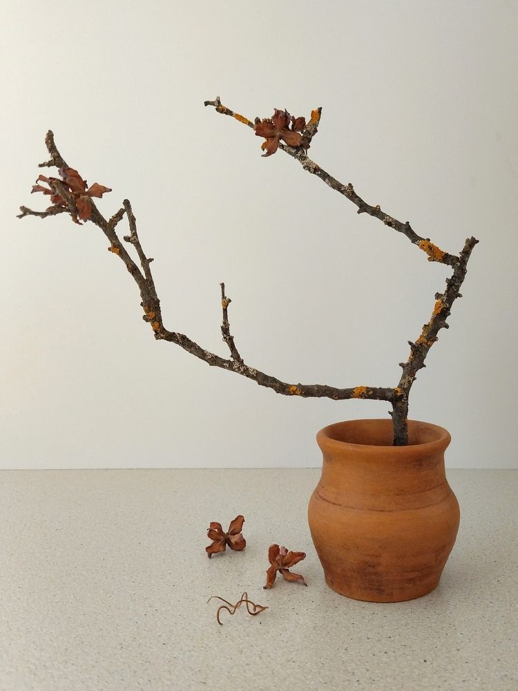 Photograph by Эльза Трисантович