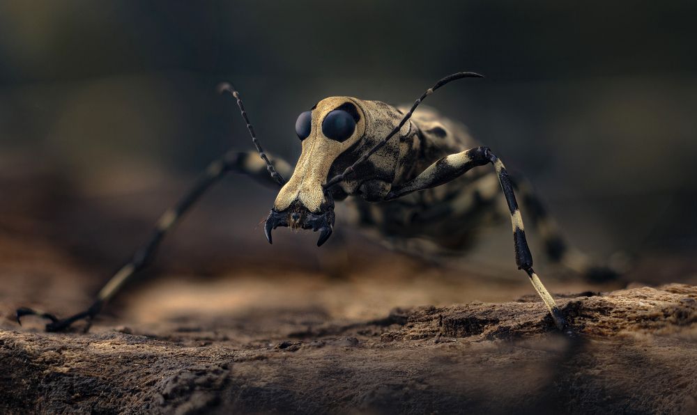 Photograph by Eugenijus Kavaliauskas