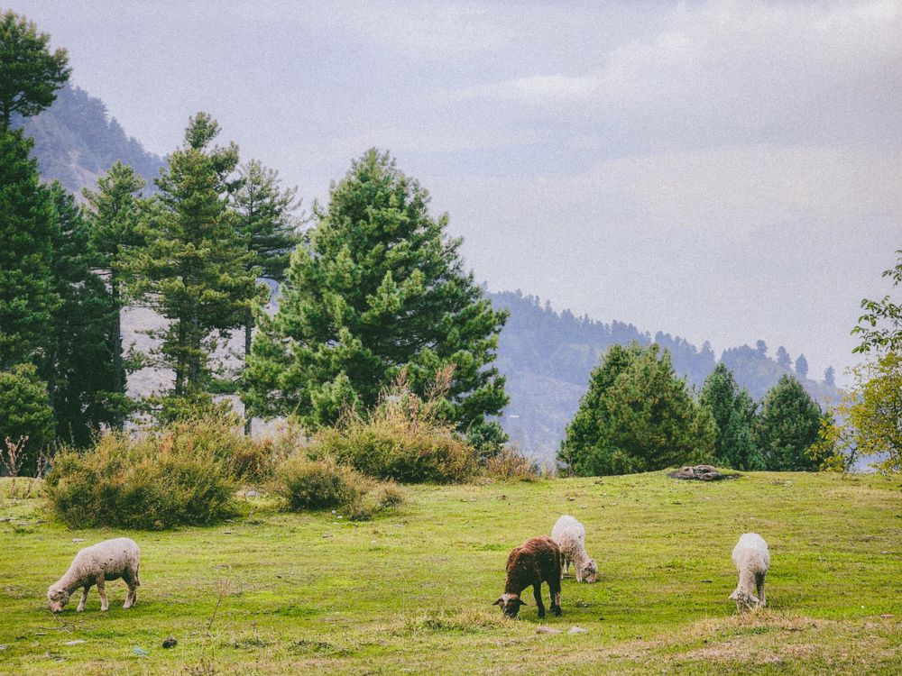 Busy sheep in busy world.