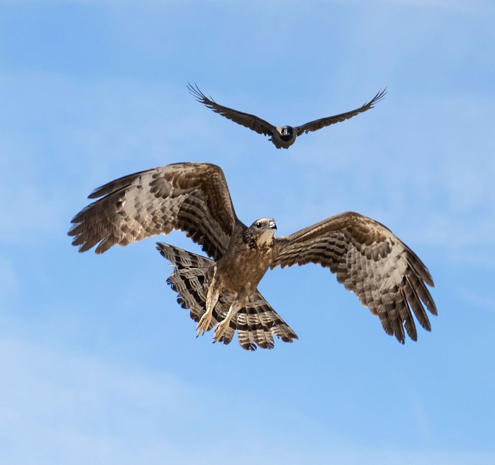 Photograph by Mojgan Sheykhi