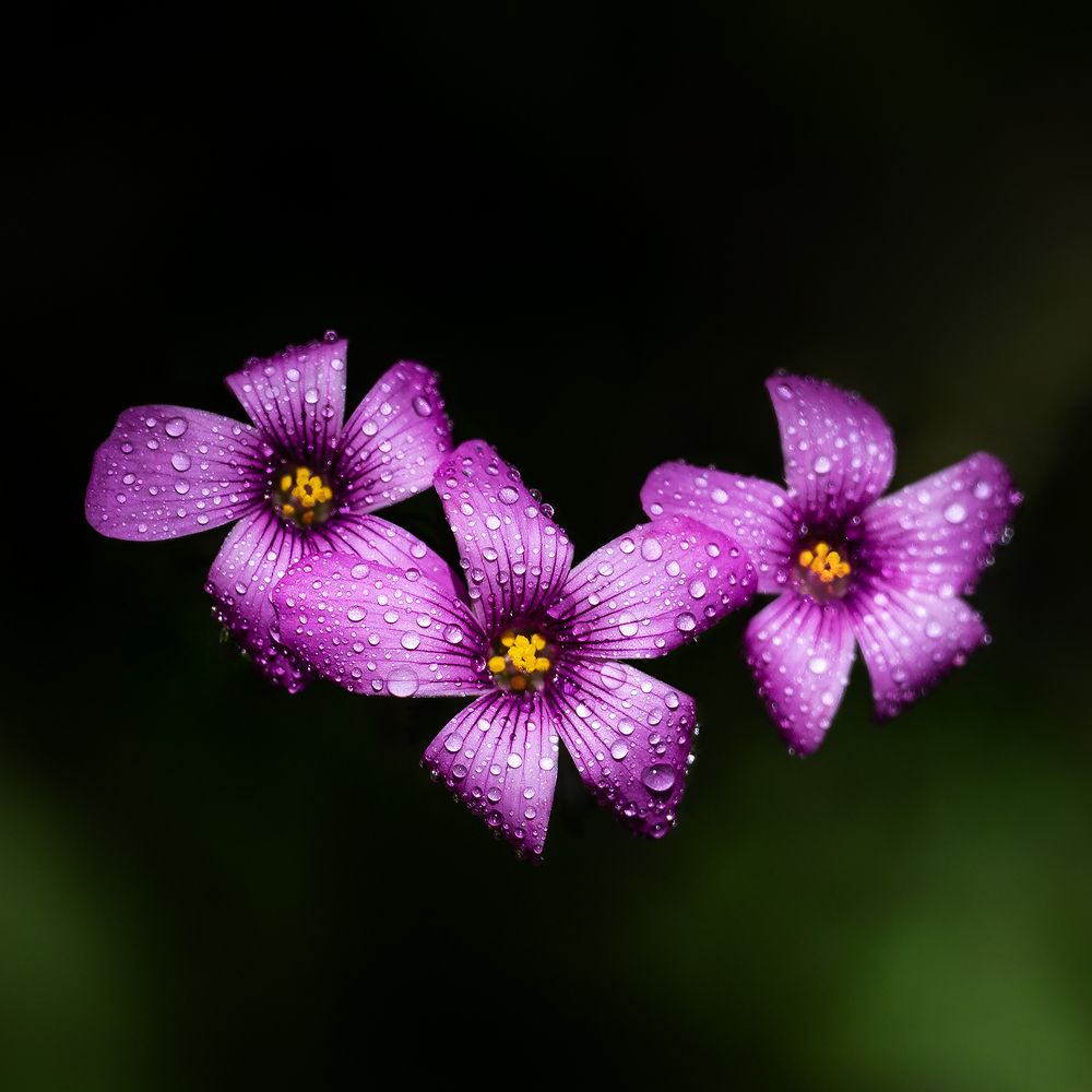 Photograph by Mojgan Sheykhi