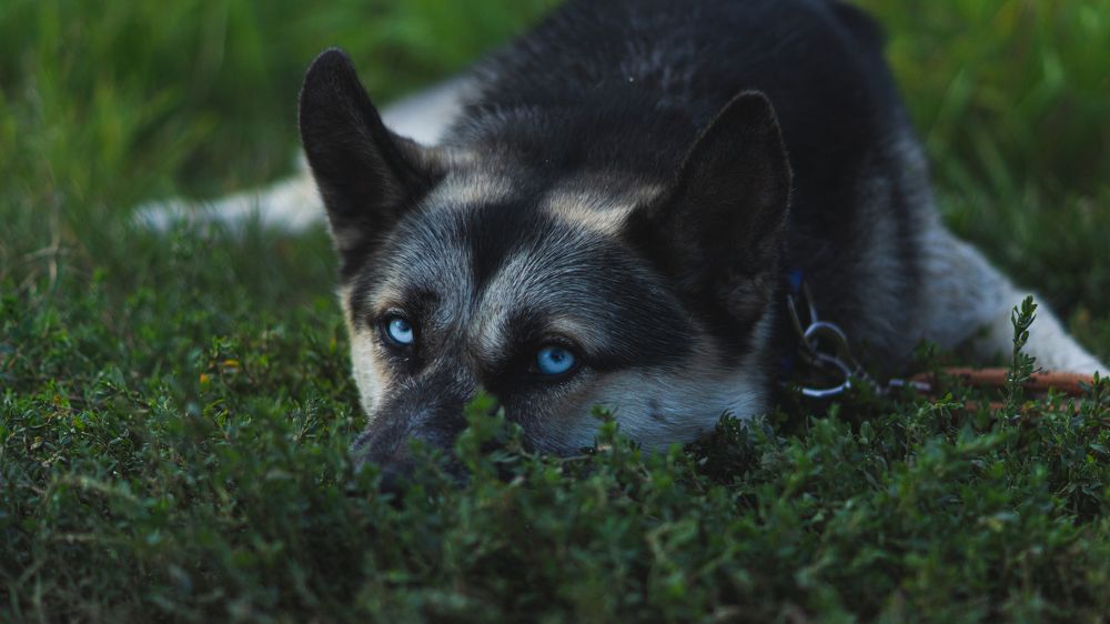 Photograph by Алина Плотникова