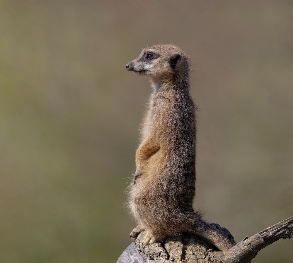 Фотография автора MARIA KULA