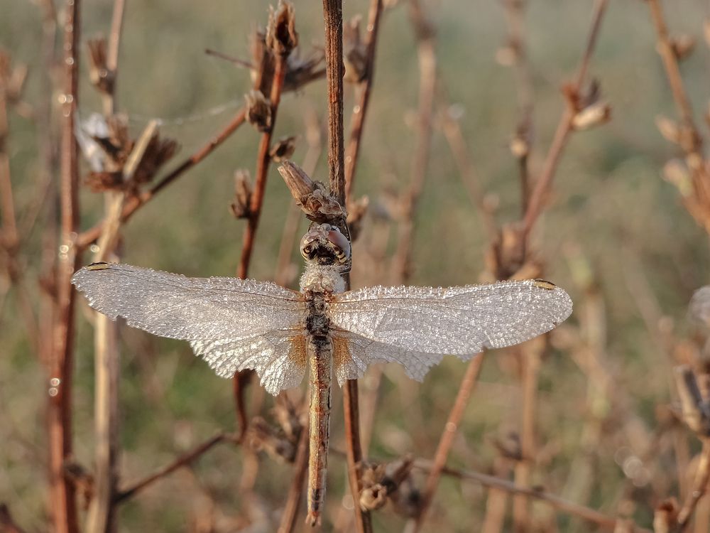 Photograph by Лариса Когтева