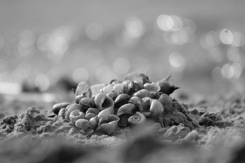 Фотография автора Татьяна Шебаршенко