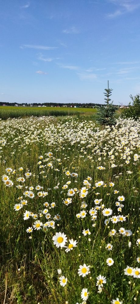 Ромашковое поле