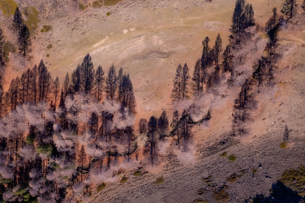 Теневой лес